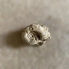 アンモナイト 化石 標本 約3×2.5cm 小型