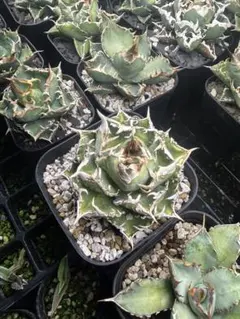 2025年最新】柊月 アガベの人気アイテム - メルカリ