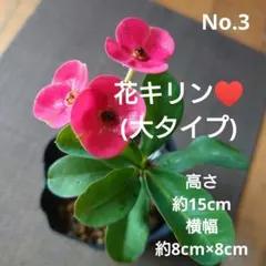 No.3【沖縄から♪】花キリン(大タイプ)♥️開花中♪のサムネイル
