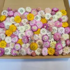 貝細工　ドライフラワー　ヘリクリサムのサムネイル