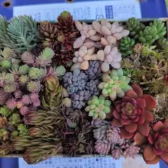 るーちゃん様 リクエスト 2点 まとめ商品