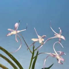 洋蘭 原種 洋ラン Ansellia. africana fma. alba - メルカリ