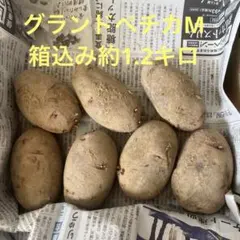 2026年最新】グランドペチカの人気アイテム - メルカリ