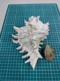 テングガイ　天狗貝　蓋付き　標本