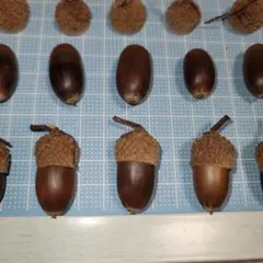 o　ミズナラ　どんぐり　40個　帽子接着なし