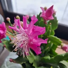 どすこ様 リクエスト 4点 まとめ商品