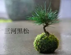 ポムリ様 リクエスト 2点 まとめ商品