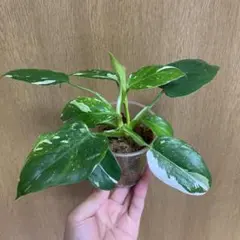 アヌビアス・ナナ 斑入りキング Anubias nana Variegata - メルカリ