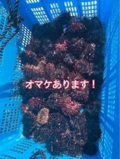 五島列島産エサ専用ガンガゼ エサ専用】五島列島ガンガゼ50個 - メルカリ