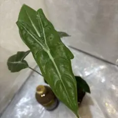 ポチ太様 リクエスト 2点 まとめ商品