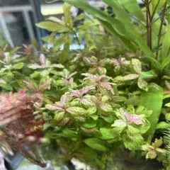 Sanny様 リクエスト 2点 まとめ商品