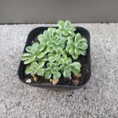 多肉植物 抜き苗 浜万年草錦 セダム - メルカリ