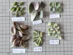 多肉植物　葉挿し用の葉　6種類セット