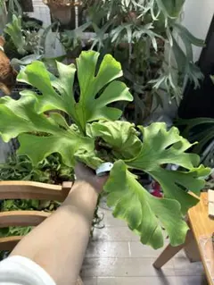 直接引取◾️フィロデンドロン・セローム 200cm◾️かなり立派な幹上がりの個体 直接引取◾️フィロデンドロン・セローム 200cm◾️かなり立派な幹
