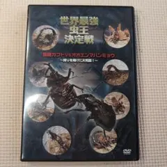 世界最強虫王決定戦 国産カブトvsオオエンマハンミョウ～誇りを賭けた大死闘!～ｂ