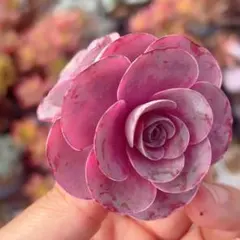 厚揚げ様 リクエスト 3点 まとめ商品