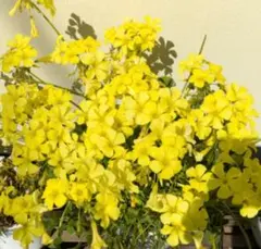 ジャジャスミン様 リクエスト 2点 まとめ商品