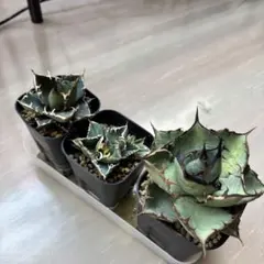 2025年最新】黒犀牛の人気アイテム - メルカリ