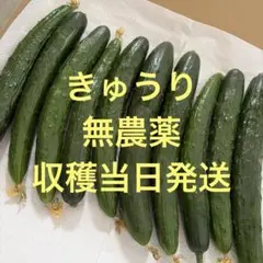 きゅうり　無農薬　収穫当日発送　9〜１２本のサムネイル