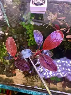 特価！！　Bucephalandra sp. Shine blue⑤ 塊株 特価！！ Bucephalandra sp. Shine blue⑤ 塊株