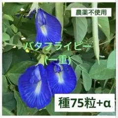 こねこたち様 リクエスト 2点 まとめ商品