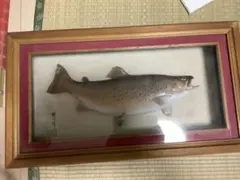 ブラウントラウト　約45センチ