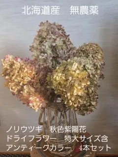 ノリウツギ　秋色紫陽花　アンティークカラー　ドライフラワー　花材 4本セット♫