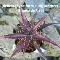 2026年最新】dyckia bigの人気アイテム - メルカリ