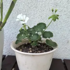ヒマラヤユキノシタ 抜き苗2株 花は来年鑑賞用 メルカリ便発送 - メルカリ