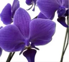 2025年最新】胡蝶蘭 ブルージーンの人気アイテム - メルカリ