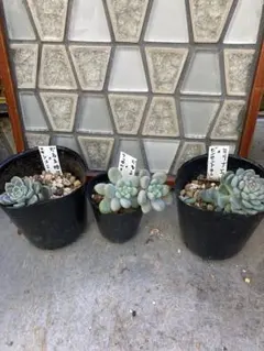 多肉植物　つぶつぶセット3種