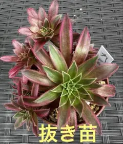 53#多肉植物アエオニウム錦❤️キツネ狩りを❤️13頭22cm 拔き苗 アエオニウム 九尾狐錦③⭐️お買い得 - メルカリ