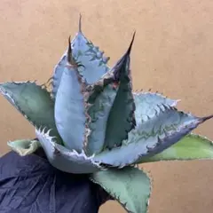 2025年最新】チタノタの人気アイテム - メルカリ