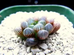 3099 スターサファイア パープル系多肉植物 ハオルチア アロエのサムネイル