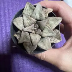 yuuu♡様 リクエスト 6点 まとめ商品