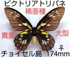 稀少種 極美 珠玉標本 大型ビクトリアトリバネアゲハ 産地別コレクションドイツ箱 i-img1200x975-
