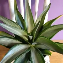 N*Y様 アガベ　ボーチン　アメリカーナ　デスメティアーナ　アテナータ N*Y様 アガベ ボーチン アメリカーナ デスメティアーナ アテナータ