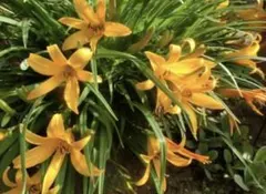 kuromike様 リクエスト 2点 まとめ商品