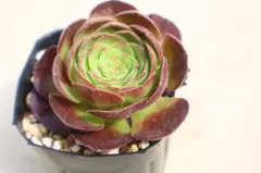 m*o様 緑魔 アエオニウム 多肉植物 抜き苗 9cmポット - メルカリ