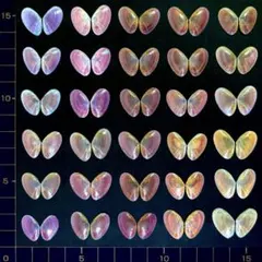桜貝【合貝】30組(穴無し) ⑭