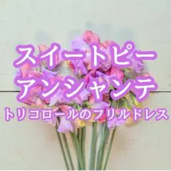[꽃씨] 스위트피스 ☆ 인챈트 씨앗 약 10알!