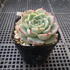 クゥとチャチャ様 リクエスト 2点 まとめ商品