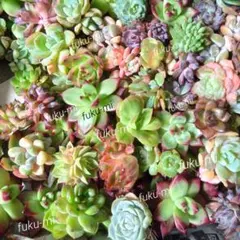 多肉植物　エケベリア　大容量★ミックス35苗セットのサムネイル