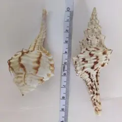 【海の宝貝・・ページ】カイオウイモ 貝殻標本 6個セット 海の宝貝・・様専用ページ】カイオウイモ 貝殻標本 6個セット - メルカリ