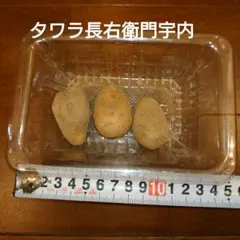 農家さん向け 八ヶ岳高原産 九条太ネギ干し苗 800本 - メルカリ