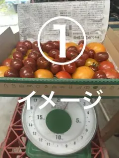 25日発送！ チョコアイコ イエローアイコ 中玉 トマト ミニ 栽培時無農薬①のサムネイル