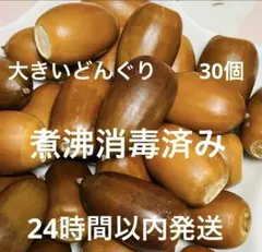 大きいどんぐり　３０個