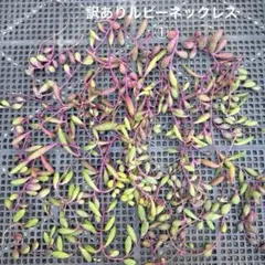 多肉　ルビーネックレス①　カット苗350円(同梱300円) 訳あり特価