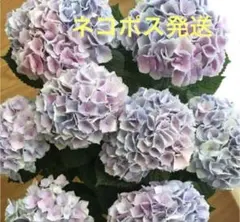 2026年最新】紫陽花の人気アイテム - メルカリ