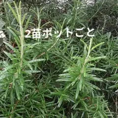 根張充実【ポットごと】アップルミント